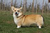 CORGI PEMBROKE 907
